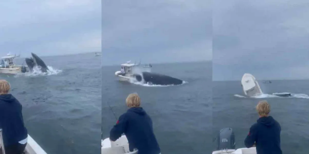 Ballena impacta y hunde pesquero en Portsmouth, New Hampshire en los Estados Unidos