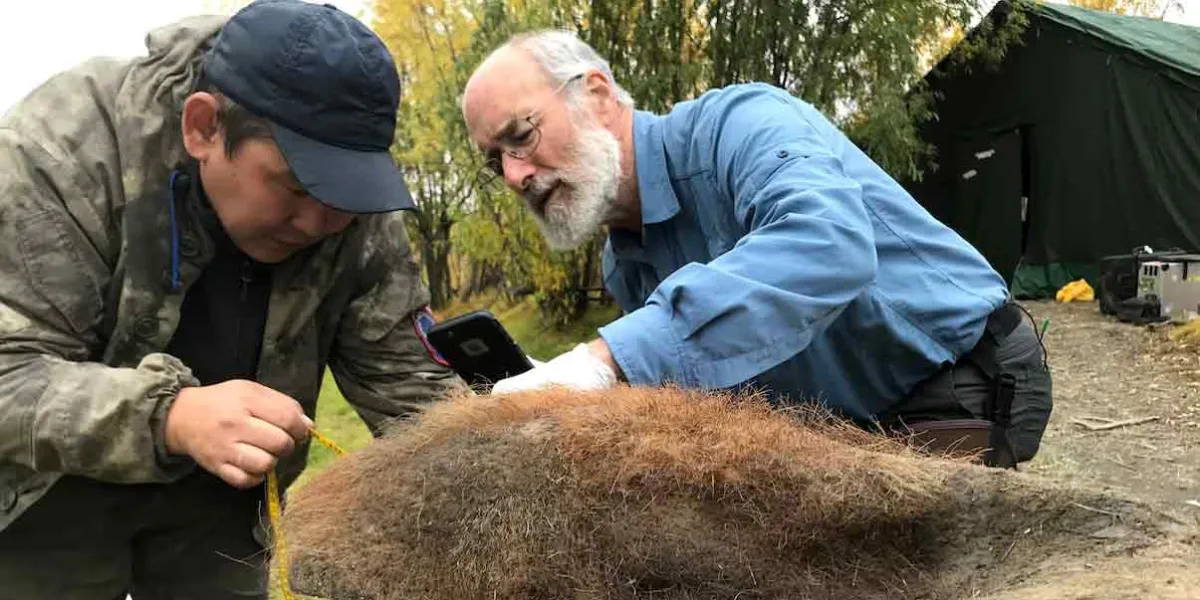 Rescata ADN intacto de un mamut gracias a una técnica revolucionaria